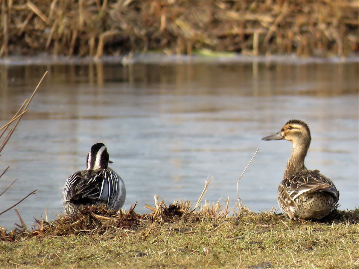 Garganey - ML93254011