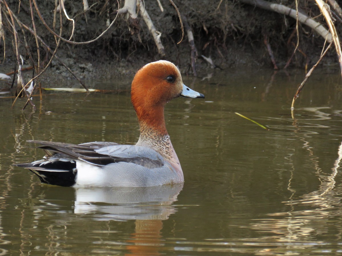 Eurasian Wigeon - ML93254111