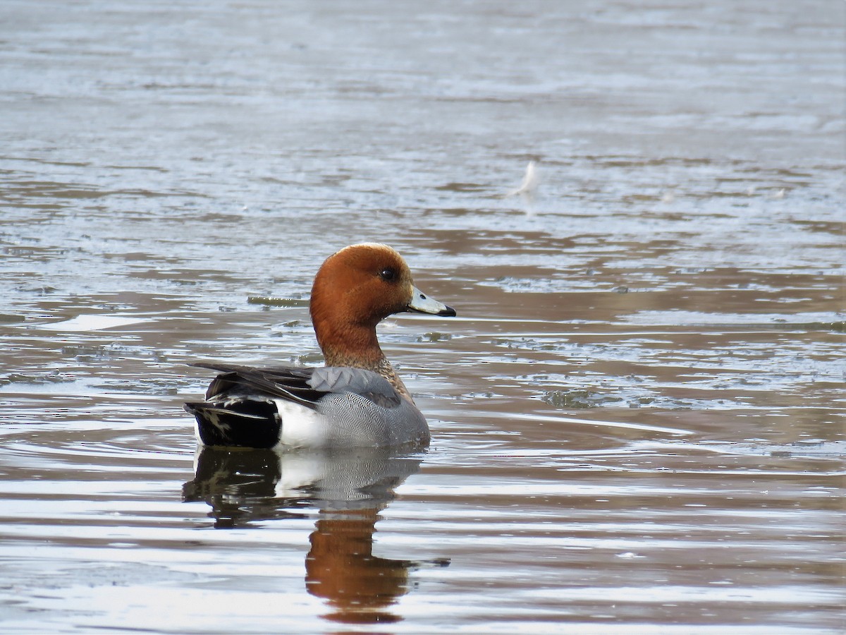 Eurasian Wigeon - ML93254151