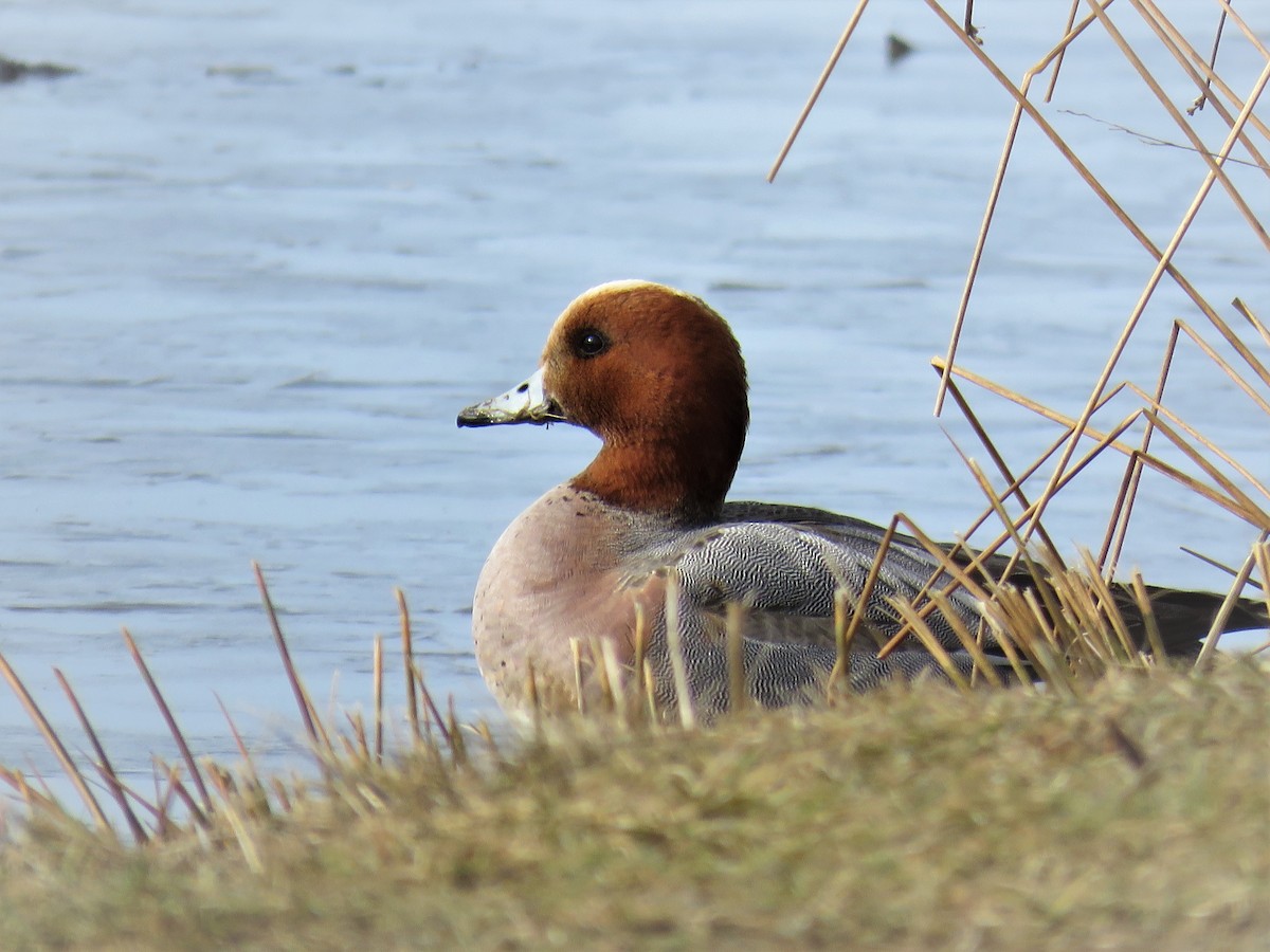 Eurasian Wigeon - ML93254231