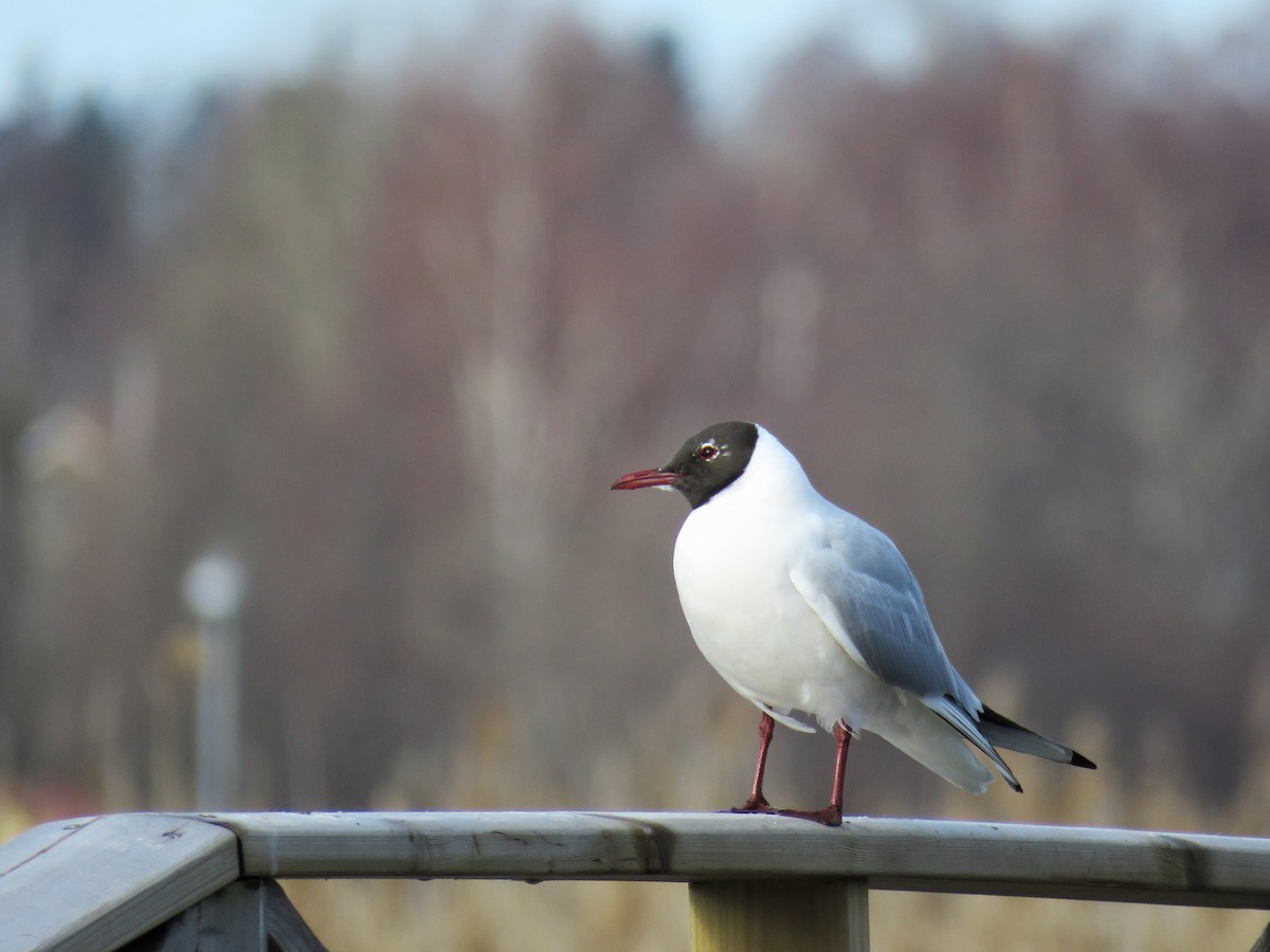 Black-headed Gull - ML93254311