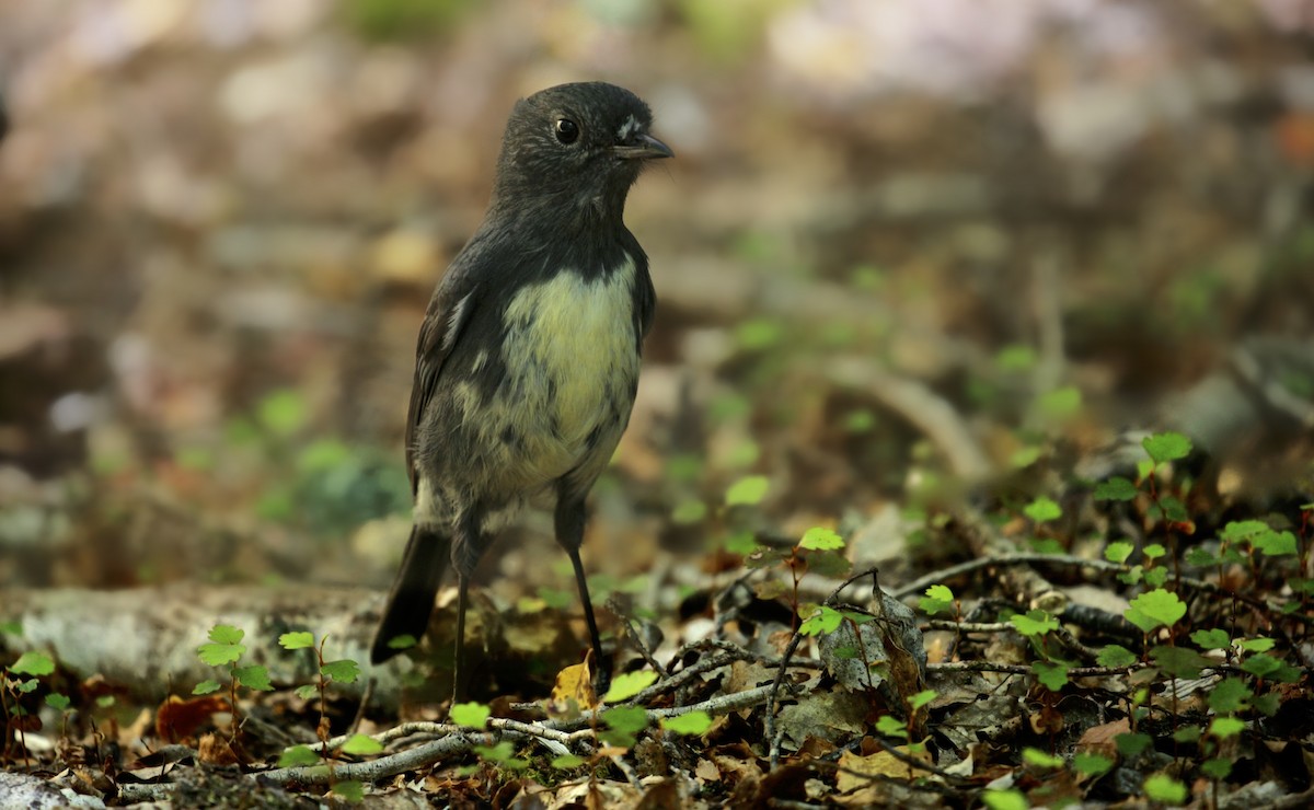 South Island Robin - Anonymous