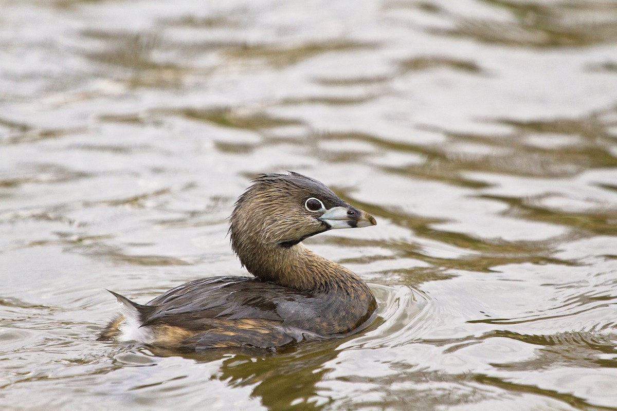 Pied-billed Grebe - Geoff Anderson