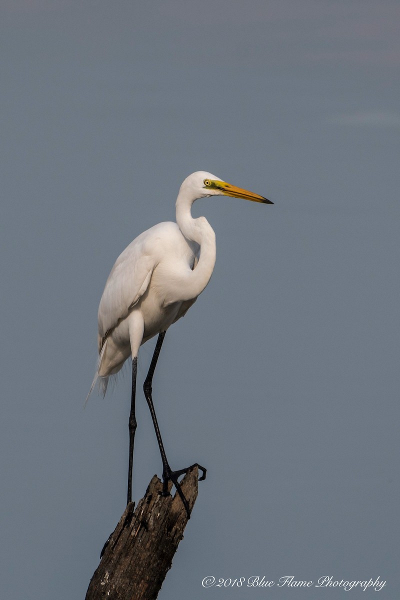 Great Egret - ML93256121