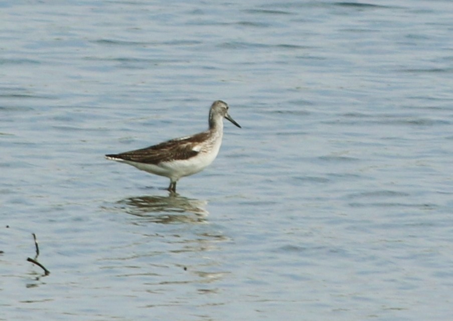 Common Greenshank - ML93256441