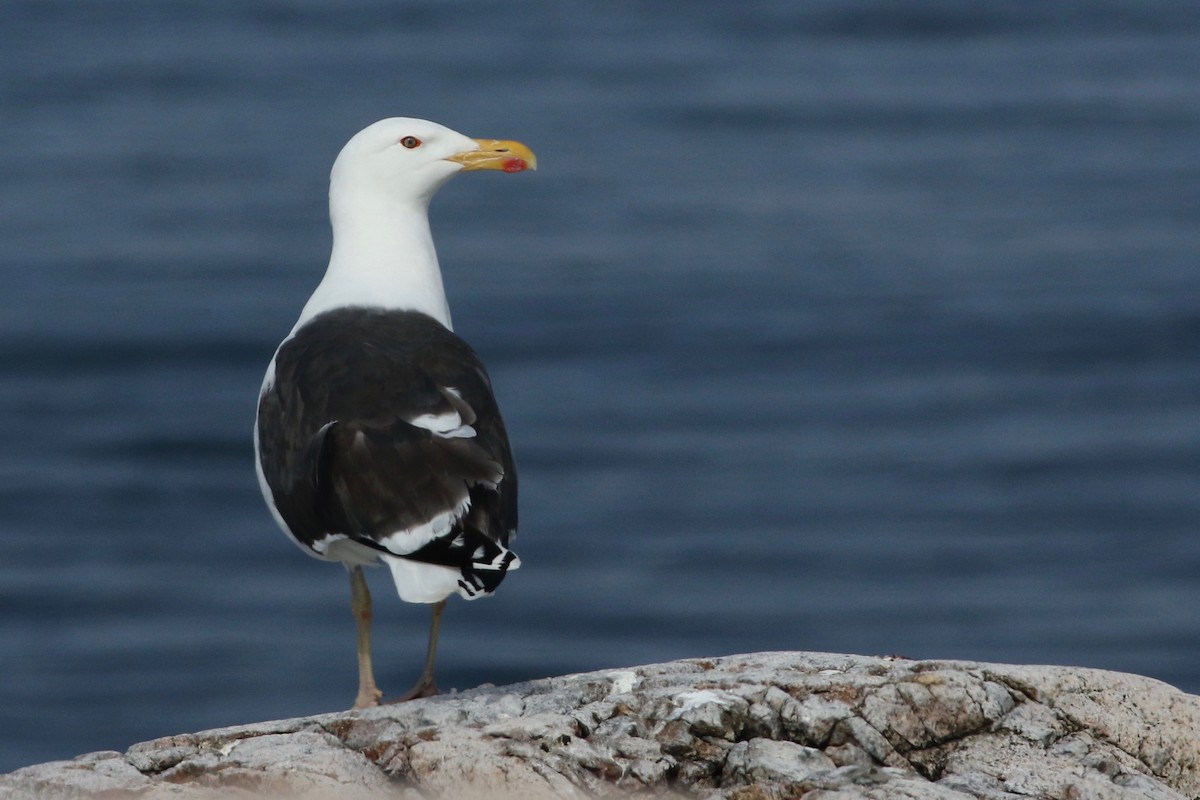 Great Black-backed Gull - ML93256601