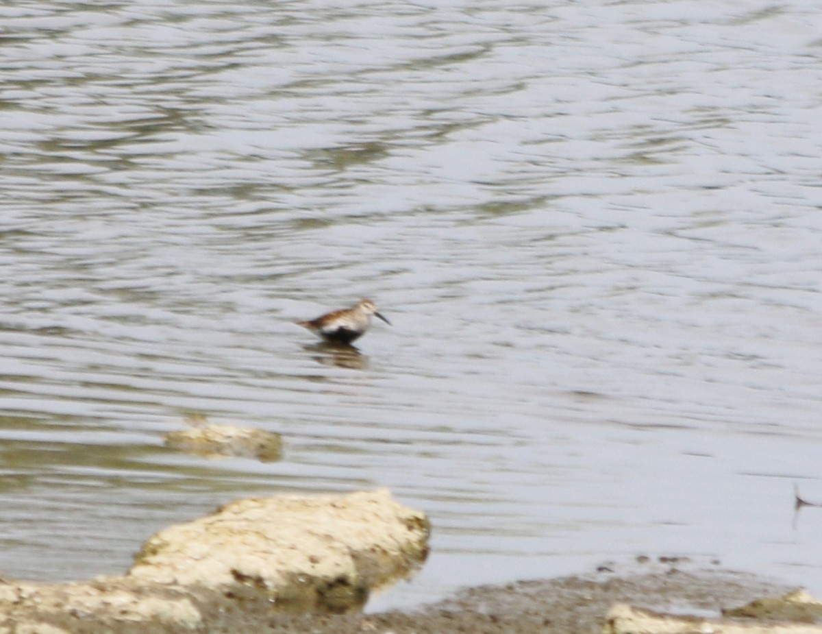 Dunlin - ML93256661