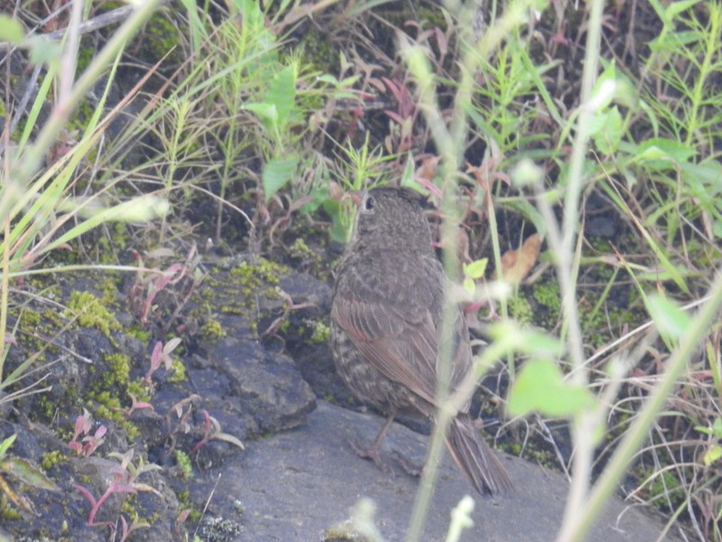 Crested Bunting - ML93258241