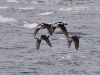 Long-tailed Duck - ML93258411