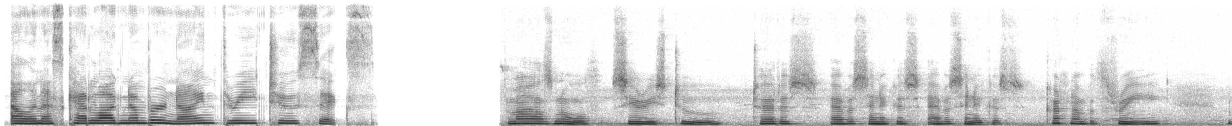 Abessiniendrossel [abyssinicus-Gruppe] - ML9326