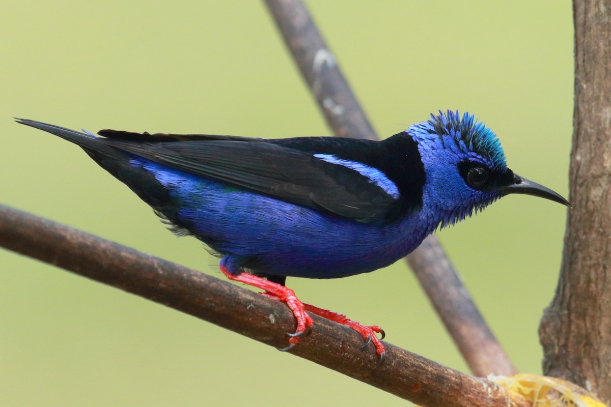 Red-legged Honeycreeper - Mark Scheuerman