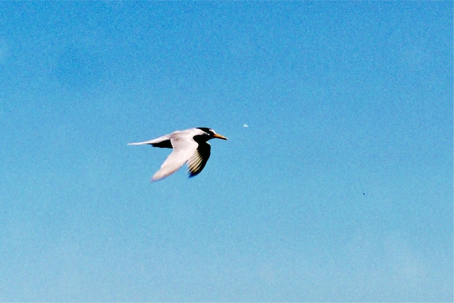 Little Tern - ML93264091