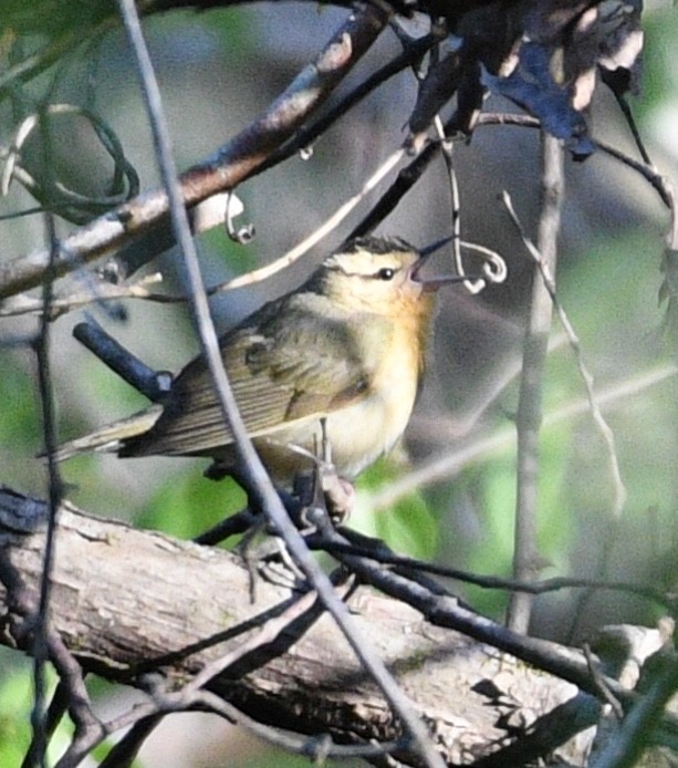 Worm-eating Warbler - ML93264721