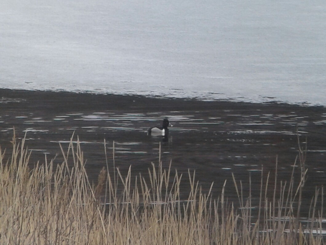 Ring-necked Duck - ML93265521