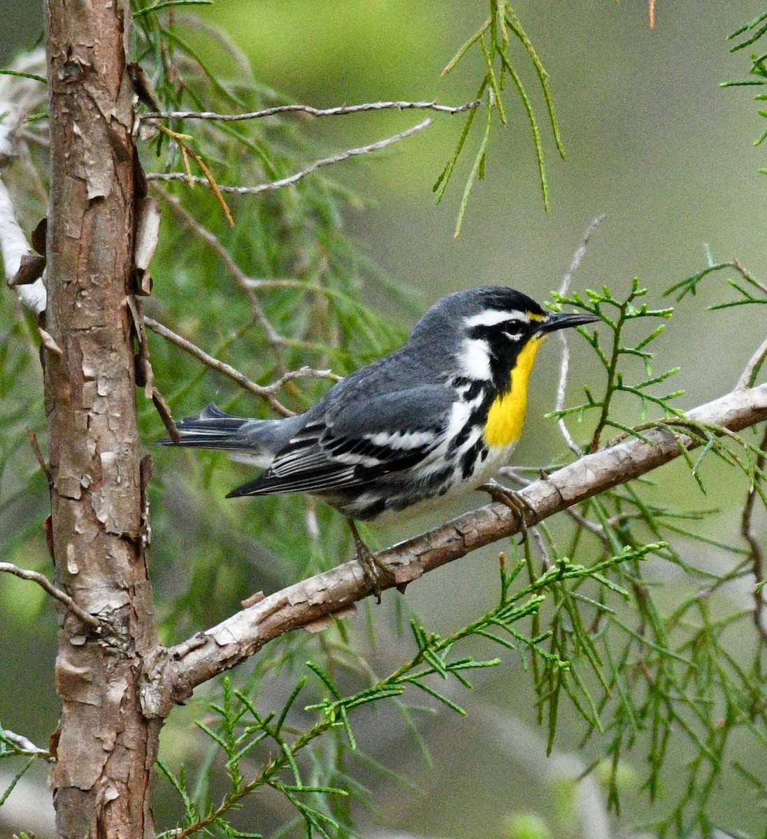 Yellow-throated Warbler - Joe Wujcik