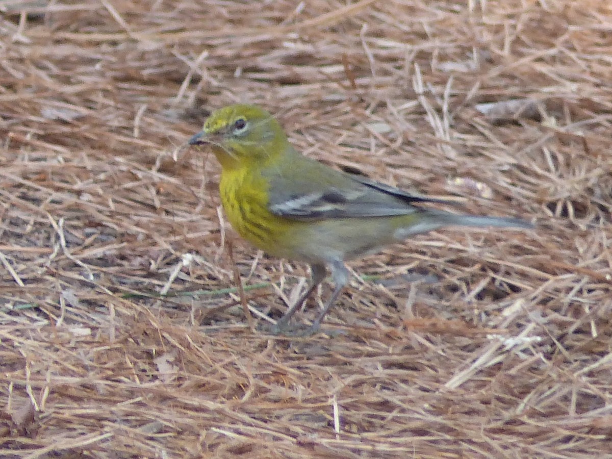 Pine Warbler - Ron Smith