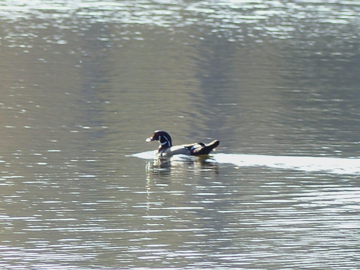 Wood Duck - ML93269311