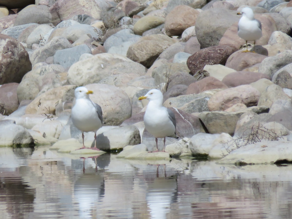 Herring Gull - ML93269471