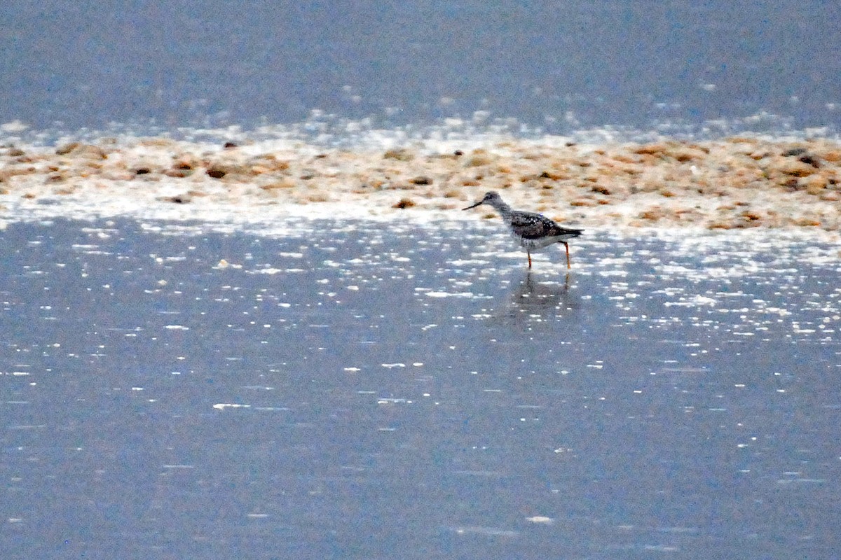 Greater Yellowlegs - ML93270911