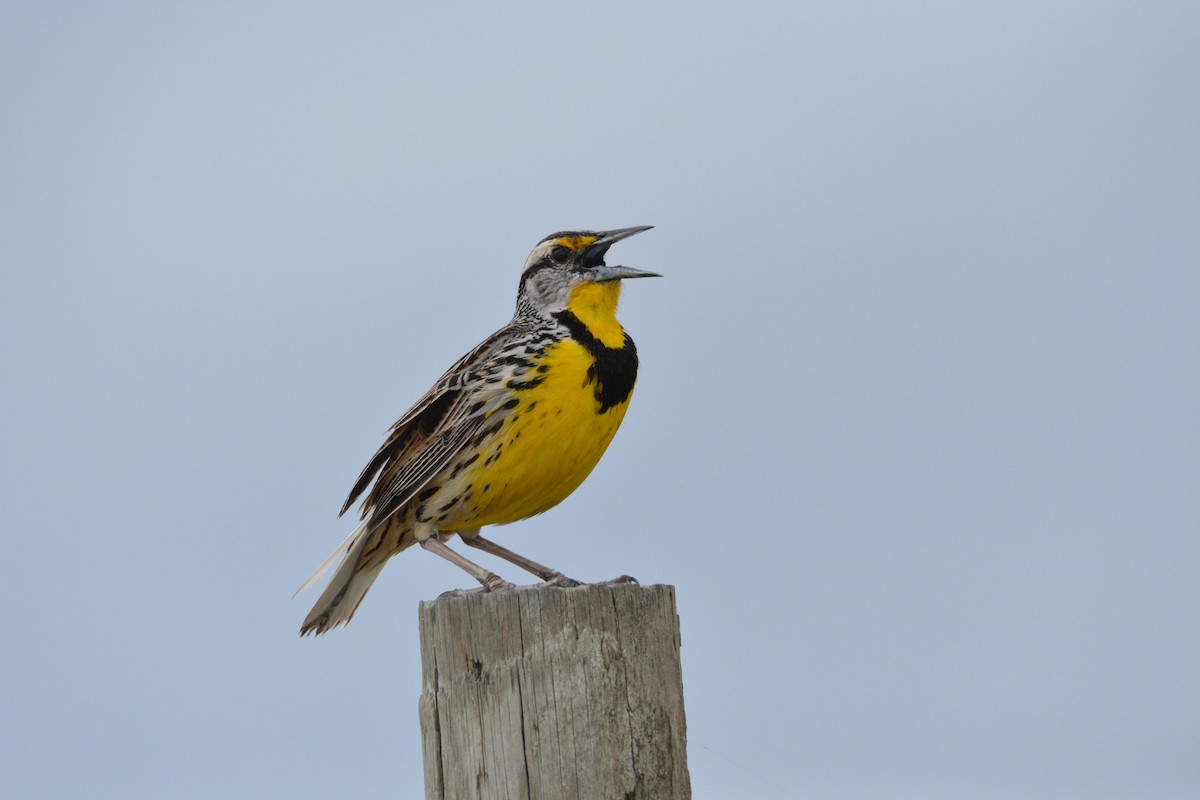 Eastern Meadowlark - Kevin Dailey
