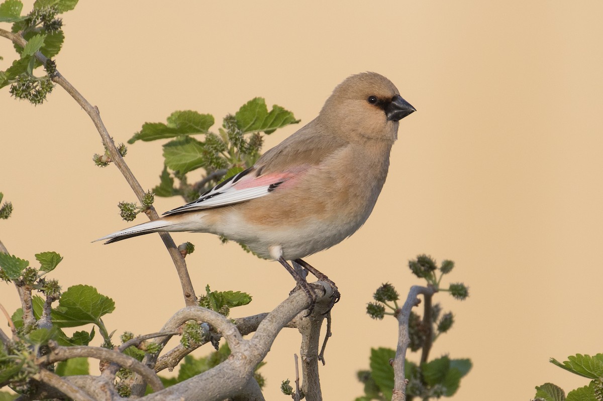 Desert Finch - ML93271981