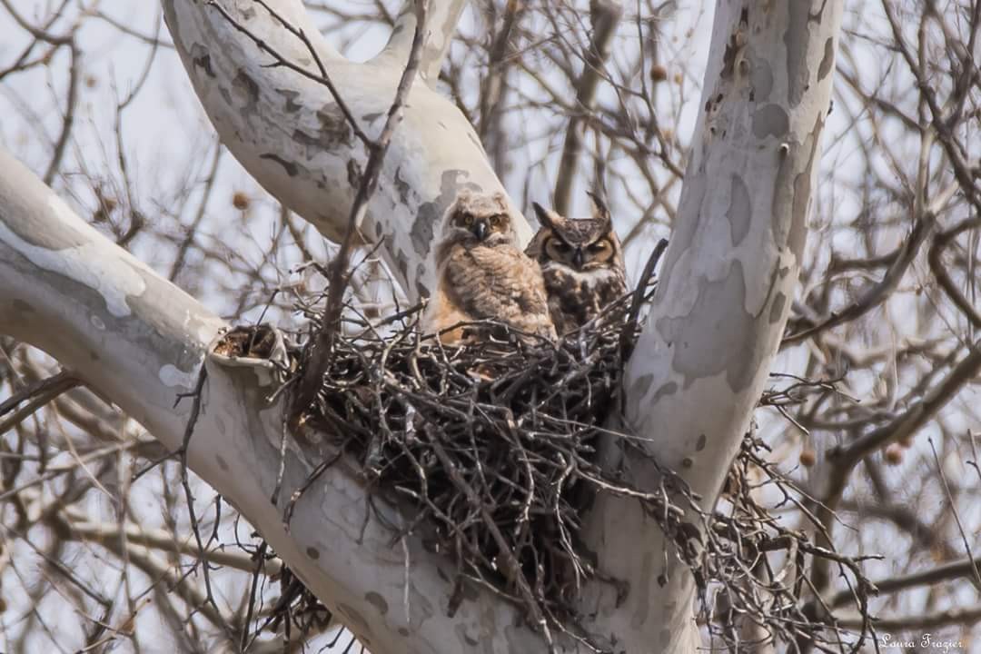 Great Horned Owl - LAURA FRAZIER