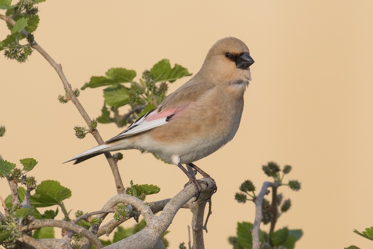 Desert Finch - James Kennerley