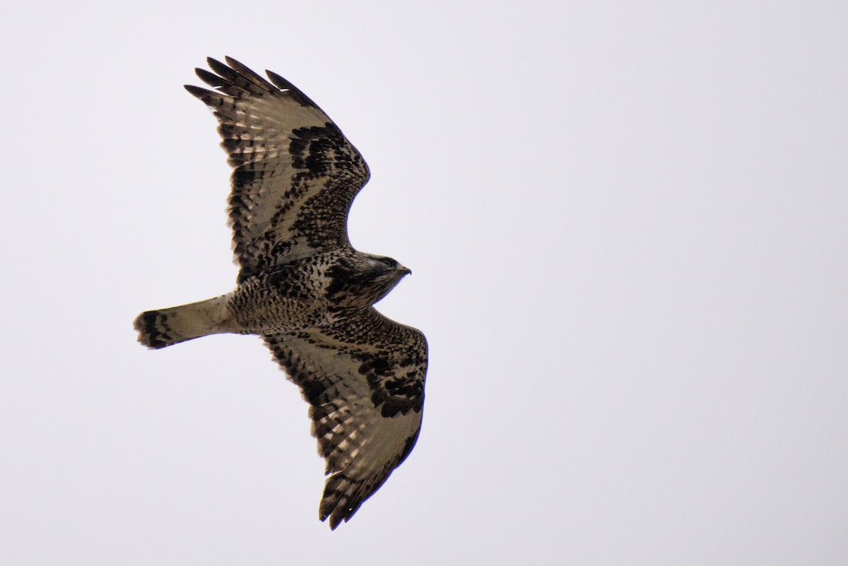 Тарлан сар - ML93274361