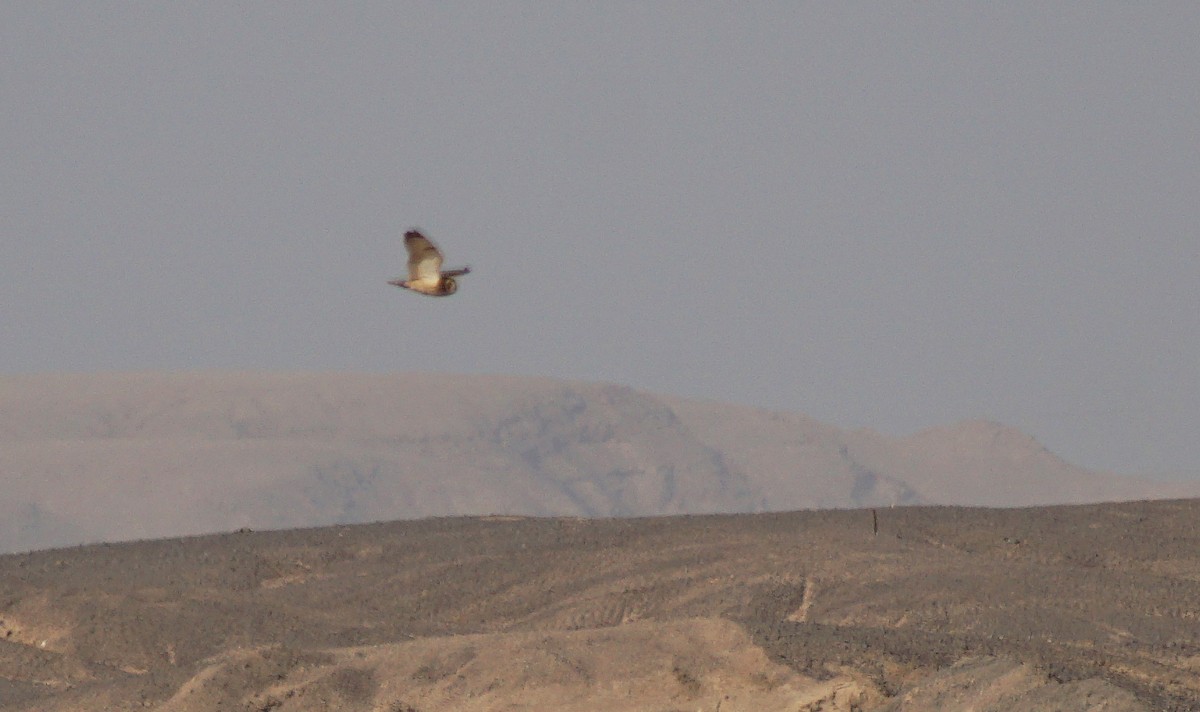 Short-eared Owl - ML93274501