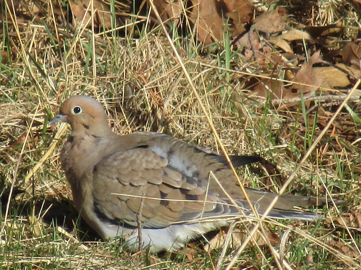 Mourning Dove - ML93274581