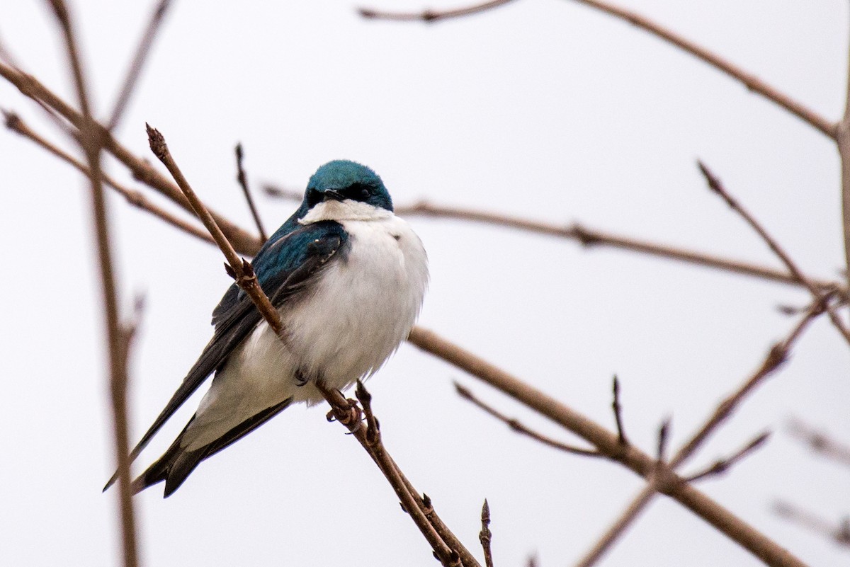 Tree Swallow - ML93274851