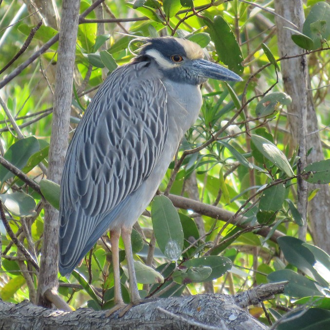 Yellow-crowned Night Heron - judy parrot-willis