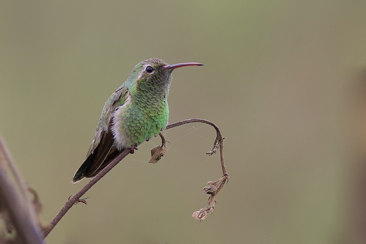 White-tailed Goldenthroat - Luiz Matos