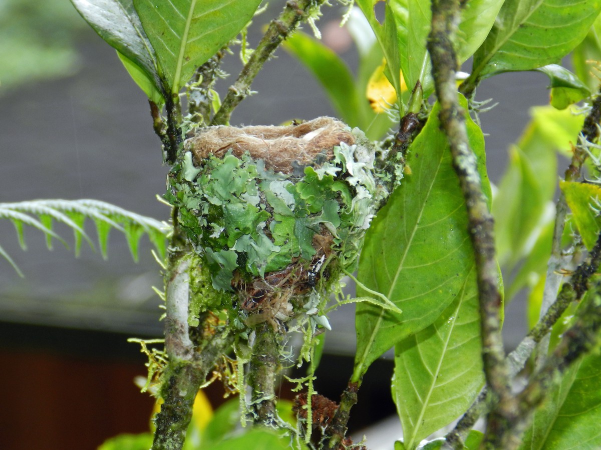 Rufous-tailed Hummingbird - ML93278891