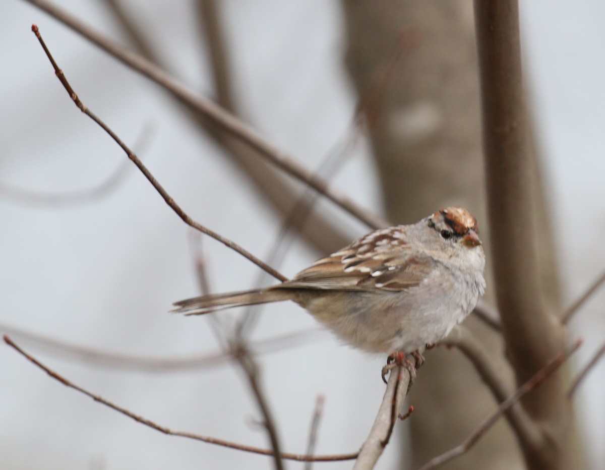 White-crowned Sparrow - ML93279371
