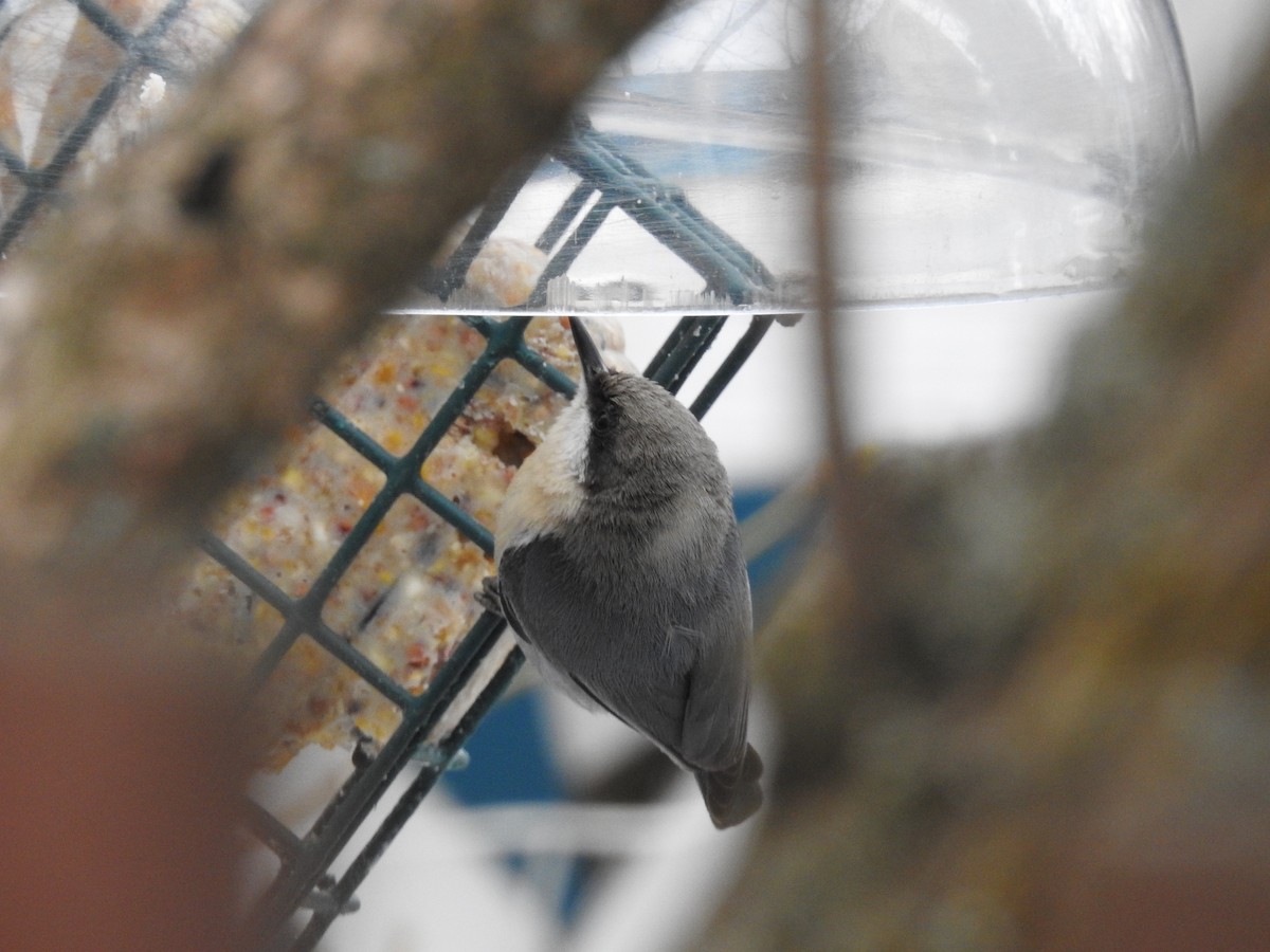 Pygmy Nuthatch - ML93279861