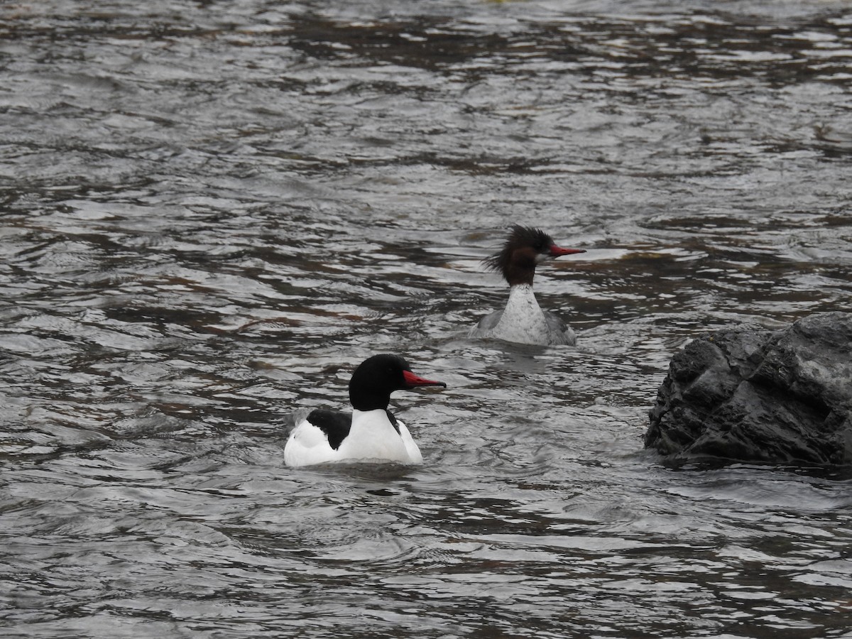 Common Merganser - Katherine Zarn