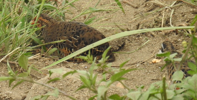 Painted Bush-Quail - ML93280371