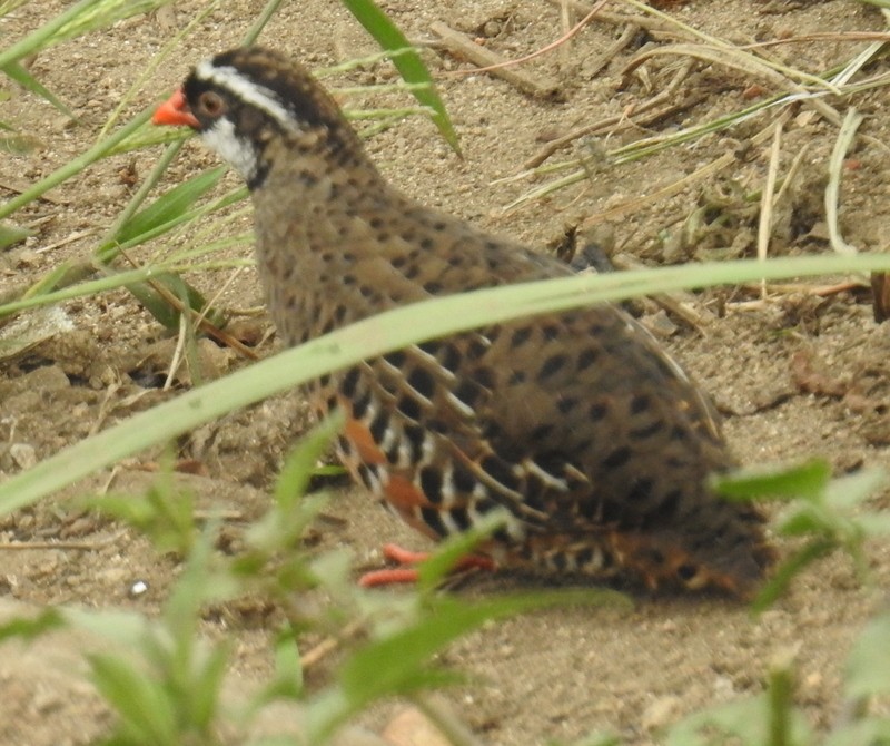 Painted Bush-Quail - Mohit Aggarwal