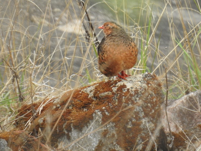 Painted Bush-Quail - ML93280401