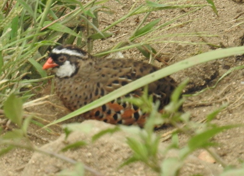 Painted Bush-Quail - ML93280451