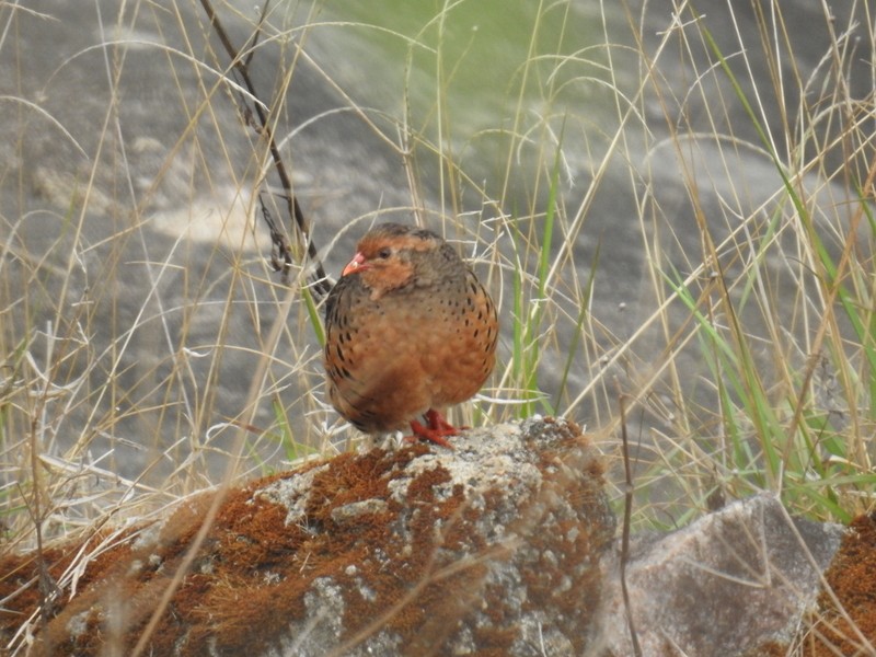 Painted Bush-Quail - ML93280511