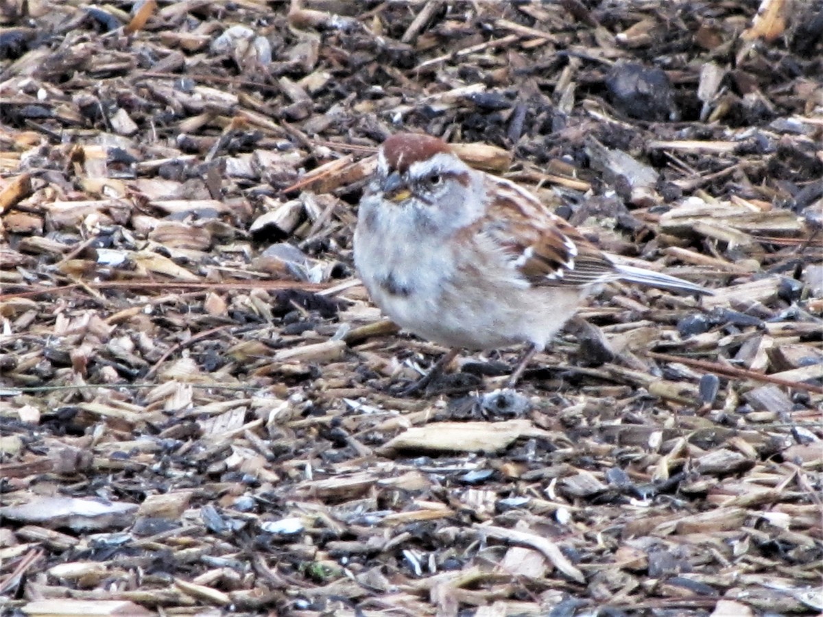 American Tree Sparrow - ML93281401