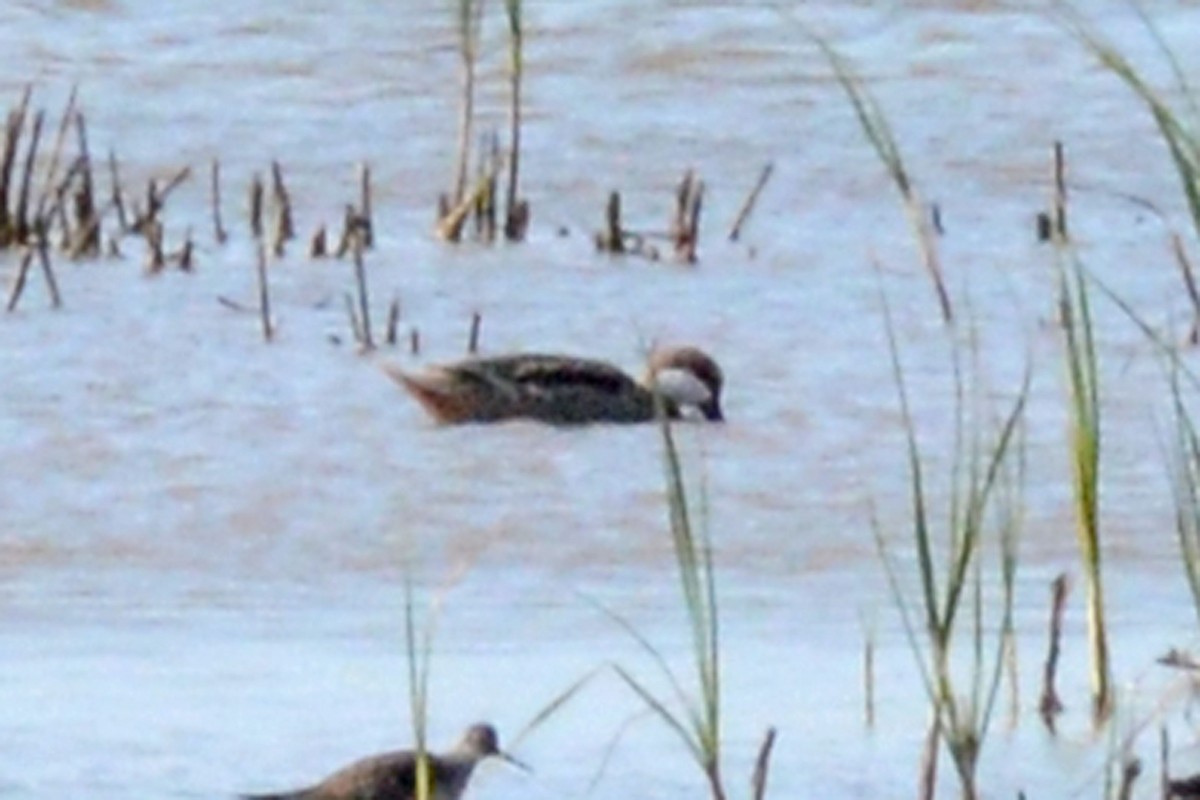 White-cheeked Pintail - Janet Rathjen