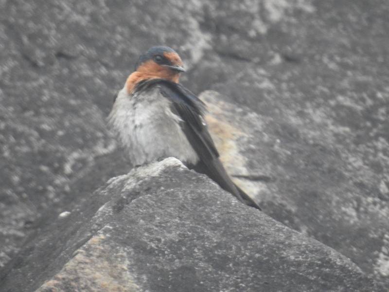 Hill Swallow - Mohit Aggarwal