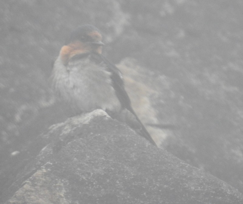 Hill Swallow - Mohit Aggarwal