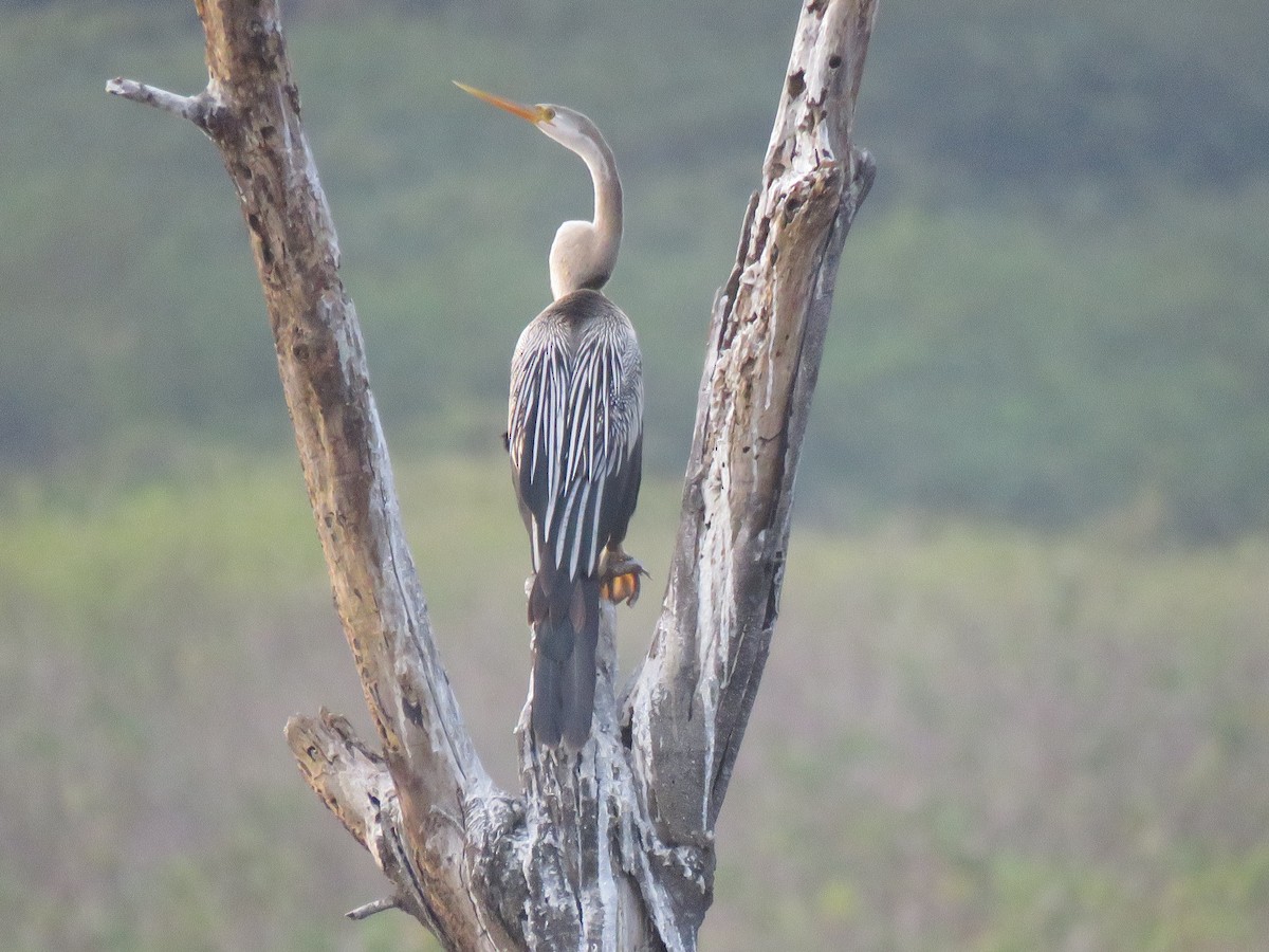 Anhinga Asiática - ML93282401