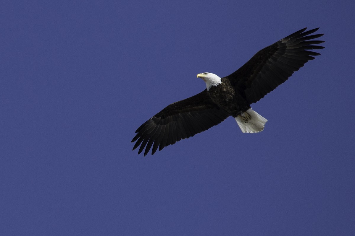 Bald Eagle - ML93282411