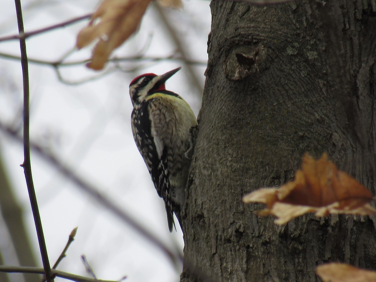 Yellow-bellied Sapsucker - John Coyle