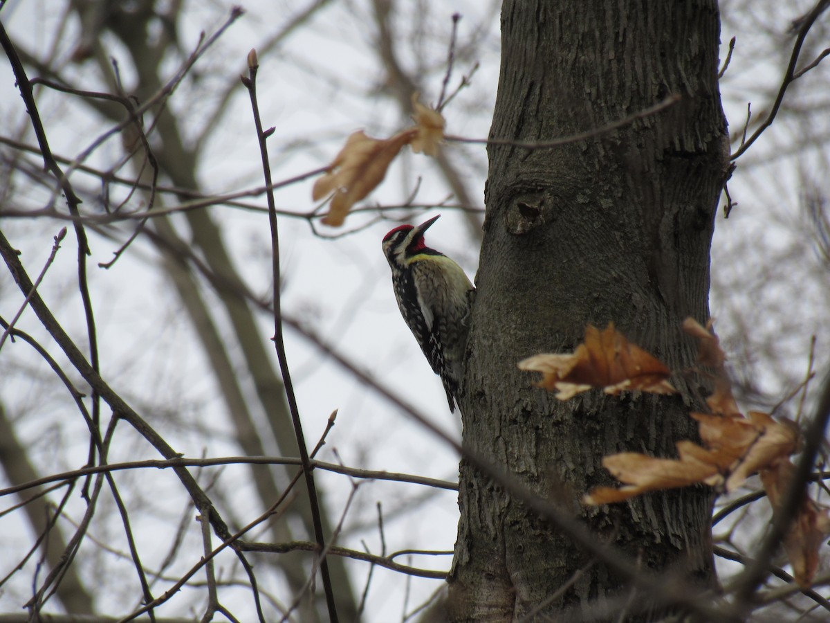 Yellow-bellied Sapsucker - John Coyle